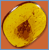 Butterfly in Amber